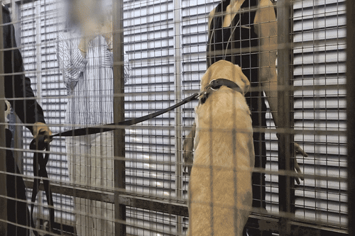 Dracca Narcotics Dog Showcase 04